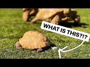 WHAT IS THE *WHITE STUFF IN TORTOISE PEE*?!
