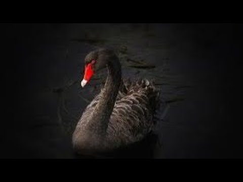 The Next Black Swan Event Is? Black Swan Revelations