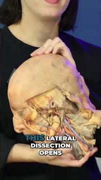 3D Head & Neck Model: Textbook Anatomy Comes to LIFE! #shorts