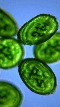 There’s a lot of phyto on the market… so why Reef Nutrition? 🪸🤔