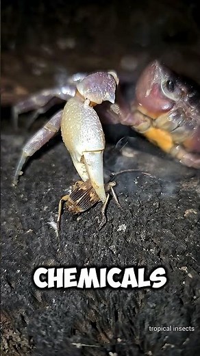 This Beetle Shoots Boiling Acid!