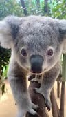 Joey koala walking towards the camera.