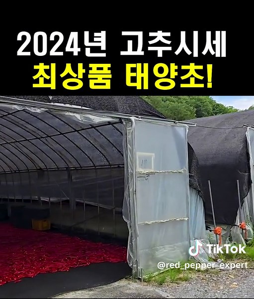2024년 태양초 고추가격은? 드디어 본격적으로 태양초를 건조합니다 길고 긴 여정 끝에 수확이라는 결실을 맺습니다 충북 제천에서 태양초 건조를 하고 있으며 빛깔 좋고 맛도 좋은 최상품 고추입니다 30년 고추장인이 직접 말리고 품질 검수까지.. 올해 HACCP인증 받아서 청결하게 빻은 100% 태양초 고추가루입니다 #고추시세 #햇고추가루 #정호윤고추가루