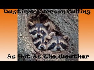 Daytime Raccoon Calling in the Heat!!