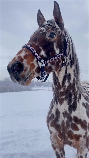 Colored horses and miniature ponies | 🤎🤍🤎Harlequin 🤎🤍🤎 #horse #equestrian #knabstrupper #appaloosa #stallion | Instagram