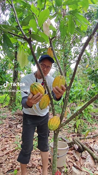 Sargosa JM on TikTok