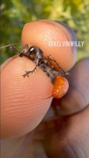 Parker’s Thread-Waisted Wasp Handling!