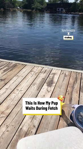 This is how my pup waits during fetch 🐶 😂 #fblifestyle | Lovimals