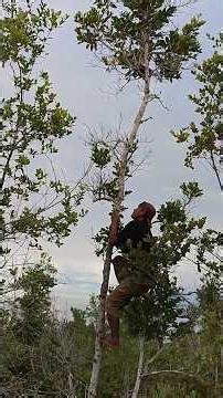 daring to climb a tree to see a bird's nest, the results were beyond expectations
