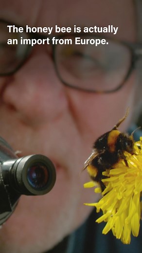 Exploring Wild Bees in 'My Garden of A Thousand Bees'