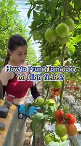14K views · 4.1K reactions | Tomatoes needs continues pruning to achieved high yield and boost harvest #tomatoes #pruning #plants #gardening | Lee Yumi | Facebook