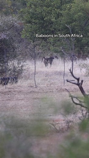 Funny Baboon Sounds Captured in South Africa