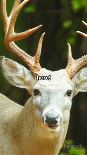 Deer Have a SECRET Warning Code 🦌