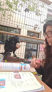 Living with a raven, good morning!! 🥰🖤❤️ #mooninraven #Ravens #CROWS #fblifestyle | Moonin Raven