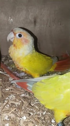 Perfect pair 💕 Male & Female birds in pure love #birds #parrot #suncheek