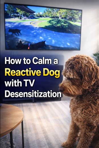 How to calm a reactive dog with TV desensitization