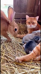 Amitié entre chat et lapin Regardez un chat et un lapin partager un moment émouvant. #fblifestyle #AI Generated using Kling AI . . . (À des fins de divertissement uniquement. Consulter des professionnels si des conseils sur les activités sont présentés. Aucune affiliation à une marque n'est implicite si elle est représentée. Si le contenu s'inspire d'événements réels, des adaptations créatives peuvent être incluses. Le contenu peut inclure des images publiques.) | Femme Heureuse