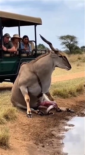 An Eland Gives Birth… And an EEL Slides Into the Water?! 😱🦬🐟💦