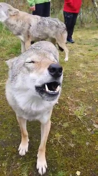 The wolf howling 😍 Have sound on!
