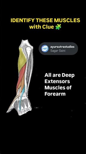 Deep Extensors of Forearm 🤔 Guess It 💬✨ #shorts#anatomy#viralshorts