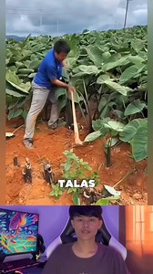 36K views · 63 reactions | cara praktis panen ubi talas #pertanian #tutorial #ide #kreatif #talas #fyp #reels #viral #petani | Cecef Pranata | Facebook