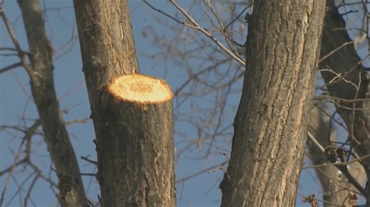 Fall, winter pruning of oaks can prevent oak wilt