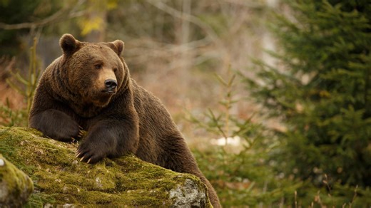Unexpected visitor: wild bear joins zoo residents for social time