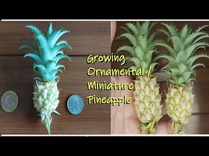 Growing miniature/Ornamental Pineapple plant