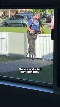 Pittie Needs To Greet Fifteen To Twenty Neighbors Per Day | The Dodo