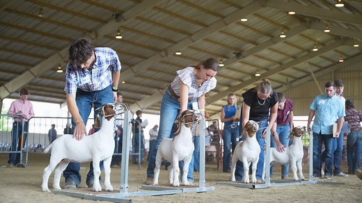 🎉 4-H members from across Ohio gathered at the Ohio State Fair for the annual livestock judging contest! 🐄🐑🐐🐖 These talented young individuals displayed their skills in judging cattle, sheep, goats, and hogs. Not only did they demonstrate their knowledge of animals, but they also honed critical thinking, quick decision-making, and public speaking abilities. These skills will serve them well in any future career they choose. Check out the highlights from this incredible event! 👇 #OhioStateF