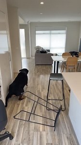 2.6K views | Every time Rocky the Rottweiler's owner gave the command "Whose there?" to him, Rocky would run to the front window to see if anyone was at the door. This time however, Rocky slipped on the parquet floor and stumbled into the bar chairs, causing t... | Jukin Copyright Management | Facebook