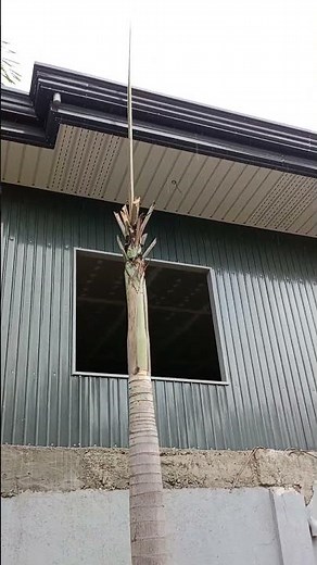 wall cladding design