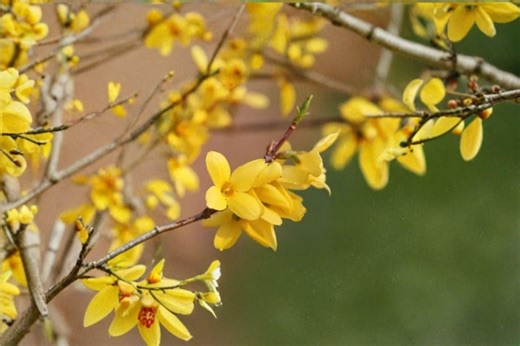 Weeping Forsythia - Forsythia Suspensa Golden Spring Blooms, Ornamental Shrub (10 Seeds) - Etsy