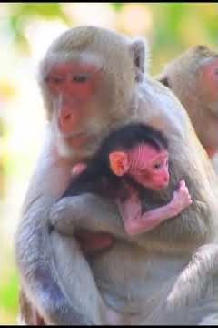 Just Newborn Baby Monkey Get Milk