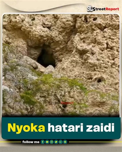 STREET REPORTS on Instagram: "Huyu ndie Nyoka Hatari zaidi. #inshangaza"