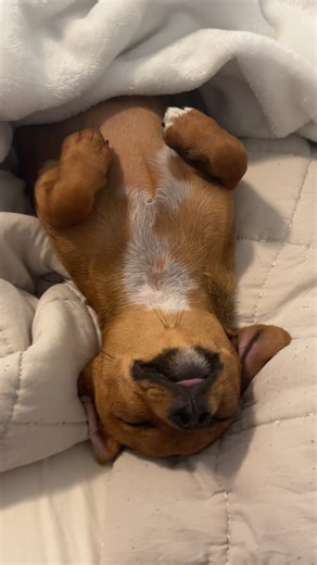 Chihuahua's Expert Napping Skills