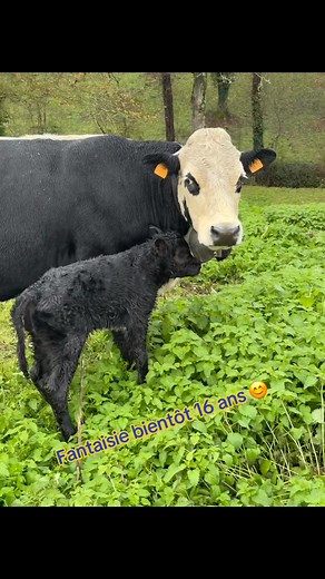 La dernière d’une série de 6 vêlages Un mâle pour la doyenne des Allaitieres! Si les personnes qui sont venus se souviennent d’avoir toucher le bébé dans le ventre de maman le voici enfin 😊😊😊 | La vallée des vaches