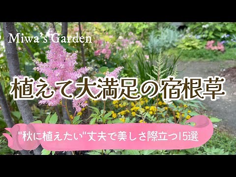 【おすすめ宿根草🌺植えて大満足の15選】秋に植えたい！丈夫で美しい草花＊庭がとびきりオシャレになる庭づくり/ガーデニング