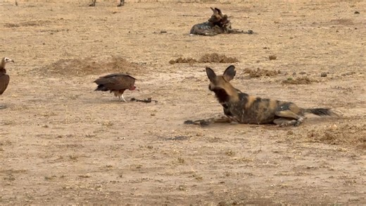 2K views | Shlomo Carmel on Reels | Facebook