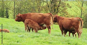 Swiss Limousine brown calves suckling on mother's udders on a green pasture. Close up shot, real time, no people
