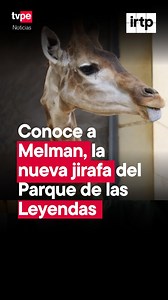 😱🦒🤩 Él es Melman, la jirafa que llegó desde Chile para convertirse en el nuevo miembro de la familia del Parque de las Leyendas. 😱🦒🤩 Conócelo en este video. 📹 | TVPerú Noticias