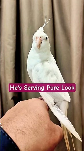 ​A Literal Feathered Angel