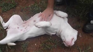 17 reactions · 22 shares | RESCUED!!! by Rural Dog Rescue ID# A033894...