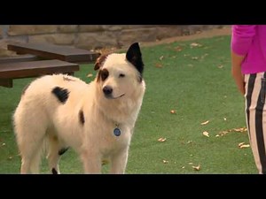 Lost In Stanslation - Clip - Dog With A Blog - Disney Channel Official