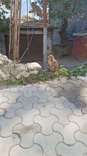 Three friends looking cute and baby monkey also #monkeysr #monkeycomedy #monkeycomedy #animallife #a