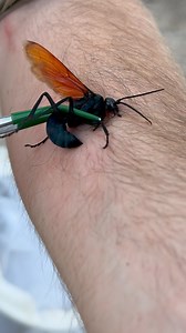 Ok but how bad is it REALLY? The tarantula hawk wasp is often met with fear or disgust when mentioned, but why is that? Many people associate these insects with the greatly overreacted sting videos on YouTube, and think of these insects as dangerous animals that could attack at any moment; this is not how these animals truly behave. The tarantula hawk is a solitary and shy species of wasp found throughout much of the new world where tarantulas are present. They use their large size and paralyzin