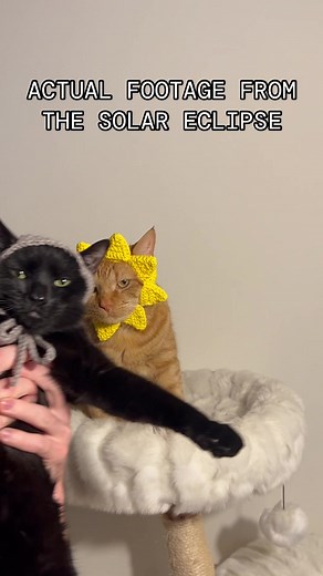 Missed the Eclipse? Check out Cat Hats and Crochet on TikTok