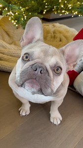 80K views · 14K reactions | HAPPY BIRTHDAY, @charcharlittles! I can’t...