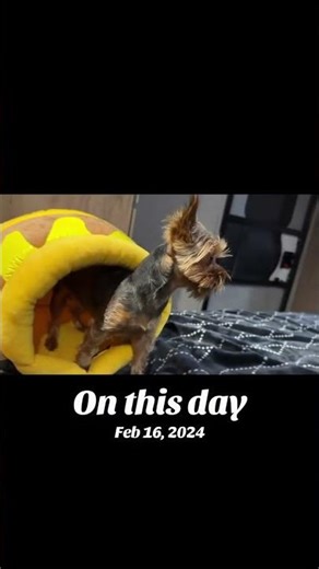 My little security guard 🤣