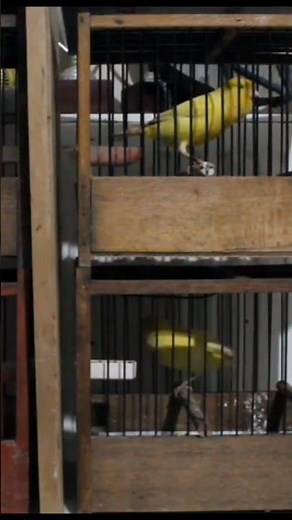 Ultimate Canary Training Guide: How I Train My Song Canaries Step by Step